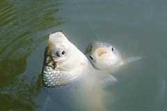 什么原因會造成鯽魚脫鉤